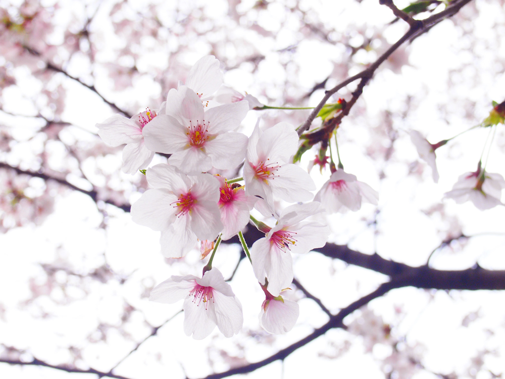 2016042404.jpg 2016042404